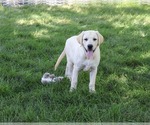 Small #2 Labrador Retriever