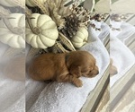Small #2 Dachshund