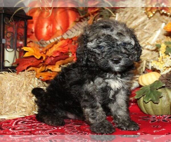 Medium Photo #1 Bernedoodle-Poodle (Miniature) Mix Puppy For Sale in HUTCHINSON, KS, USA