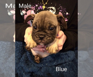 English Bulldog-French Bulldog Mix Puppy for sale in CIRCLEVILLE, OH, USA