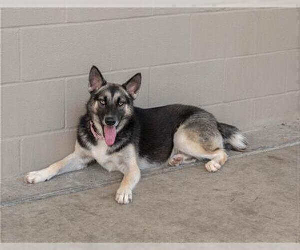 Medium Photo #2 Gerberian Shepsky Puppy For Sale in Baytown, TX, USA