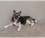 Small #1 Gerberian Shepsky