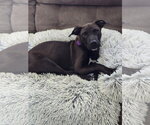 Small #12 American Pit Bull Terrier Mix