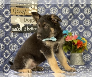 German Shepherd Dog Puppy for sale in LANCASTER, PA, USA