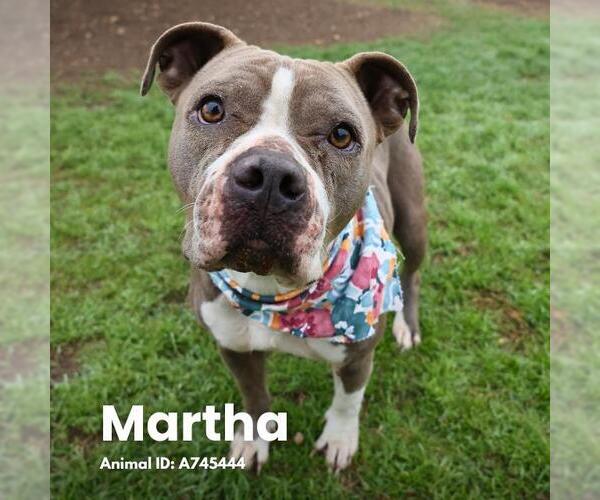 Medium Photo #1 American Staffordshire Terrier-Unknown Mix Puppy For Sale in San Antonio, TX, USA