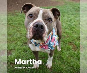 American Staffordshire Terrier-Unknown Mix Dogs for adoption in San Antonio, TX, USA