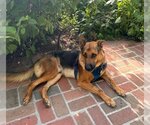 Small Photo #2 German Shepherd Dog Puppy For Sale in Cupertino, CA, USA