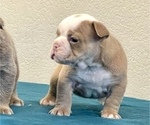 Small Photo #3 English Bulldog Puppy For Sale in PORTLAND, OR, USA