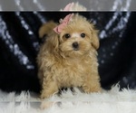 Small #4 Maltipoo
