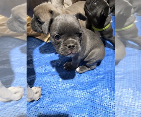 Medium Photo #4 French Bulldog Puppy For Sale in BLANCA, CO, USA