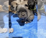 Small #3 French Bulldog