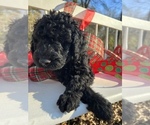 Small #15 Goldendoodle