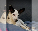 Small #9 Chihuahua Mix