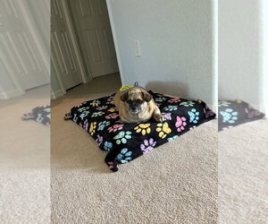 Buster Rhymes - Male Puggle Dog for Adoption - Photo #4