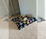 Small #3 Puggle
