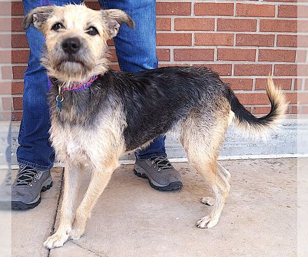 Medium Photo #4 Border Terrier-Unknown Mix Puppy For Sale in Carrollton, TX, USA