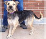Small #3 Border Terrier Mix