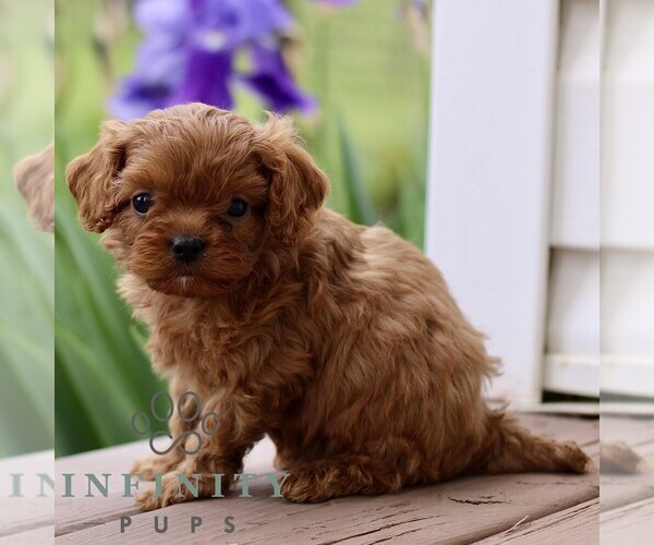 Medium Photo #4 Cavapoo (Miniature) Puppy For Sale in NEW HOLLAND, PA, USA