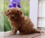 Small #3 Cavapoo (Miniature)