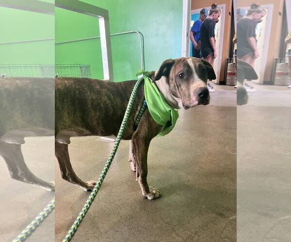 Medium Photo #14 Mutt Puppy For Sale in Holly Springs, NC, USA