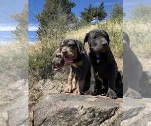 Cane Corso Puppy for Sale in DENVER, Colorado USA
