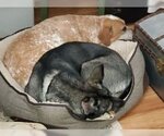 Small #6 Huskies  Mix