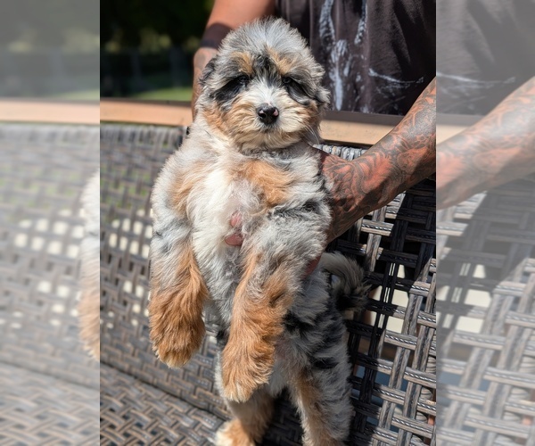 Medium Photo #1 Bernedoodle (Miniature) Puppy For Sale in SACRAMENTO, CA, USA