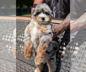 Medium Bernedoodle (Miniature)