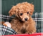 Small Photo #12 Shih-Poo Puppy For Sale in DUNDEE, OH, USA