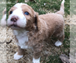 Small Photo #3 Aussiedoodle Puppy For Sale in COMMERCE, MI, USA