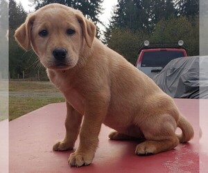 Medium Labrador Retriever