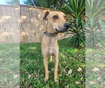 Small #1 Italian Greyhound Mix