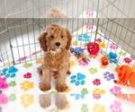 Otis - Male Cavapoo mix (+ Poodle Miniature) Puppy for Sale - Photo #6