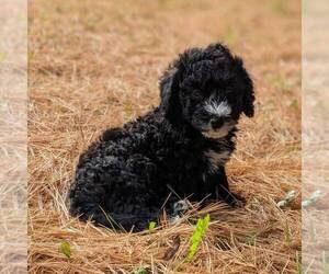 Bernedoodle-Poodle (Miniature) Mix Puppy for sale in STANLEY, WI, USA