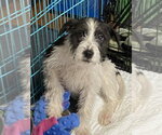 Small Photo #2 Cairn Terrier Puppy For Sale in Bolivar, MO, USA