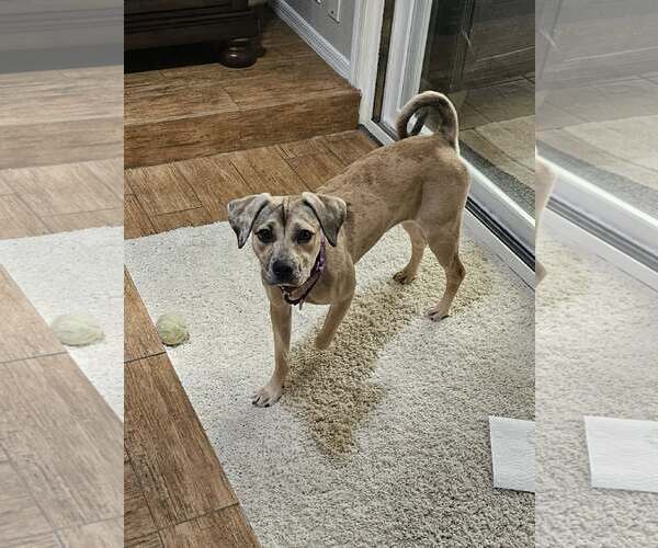 Medium Photo #3 Catahoula Leopard Dog-Unknown Mix Puppy For Sale in phoenix, AZ, USA