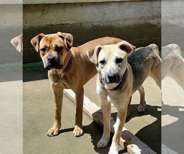 Medium Photo #6 Bull-Boxer Puppy For Sale in Chicago, IL, USA