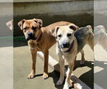 Small #5 Bull-Boxer