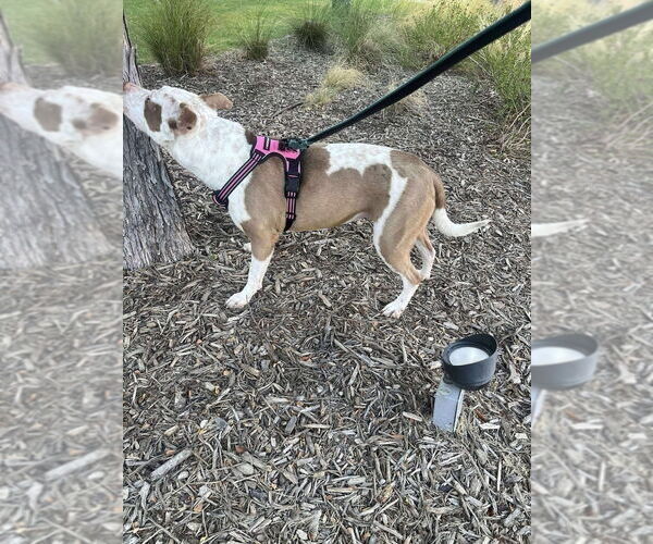 Medium Photo #4 Staffordshire Bull Terrier Puppy For Sale in FRAMINGHAM, MA, USA