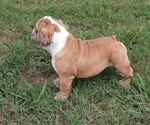 Small Photo #19 Bulldog Puppy For Sale in GREEN FOREST, AR, USA