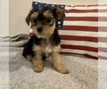 Small Photo #6 Morkie Puppy For Sale in LEBANON, MO, USA