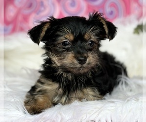 Yorkshire Terrier Puppy for Sale in ROCK STREAM, New York USA