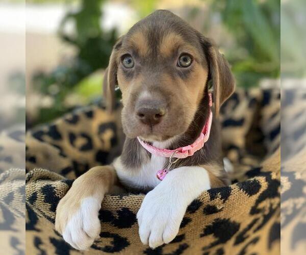 Medium Photo #4 Mutt Puppy For Sale in San Diego, CA, USA