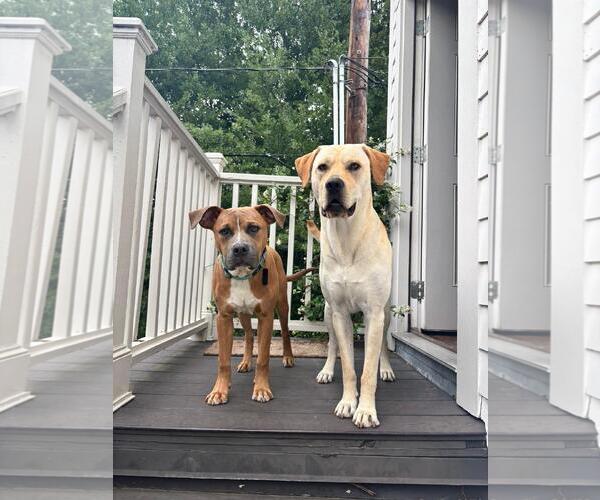 Medium Photo #2 American Pit Bull Terrier Puppy For Sale in Denton, TX, USA