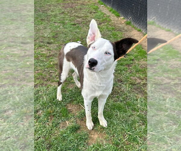 Medium Photo #7 Siberian Husky-Unknown Mix Puppy For Sale in Evansville, IN, USA