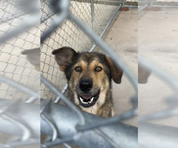 Medium Photo #5 German Shepherd Dog Puppy For Sale in Murfreesboro, NC, USA