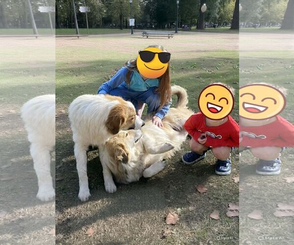 Medium Photo #10 Collie-Unknown Mix Puppy For Sale in Wakefield, RI, USA