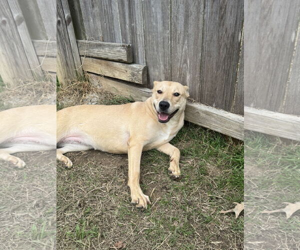 Medium Photo #2 American Staffordshire Terrier Puppy For Sale in Jackson, MS, USA