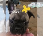 Puppy Silver French Bulldog