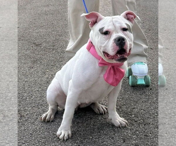 Medium Photo #2 American Bulldog-Unknown Mix Puppy For Sale in Lakewood, CO, USA
